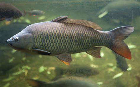 carpa fish|Carp .